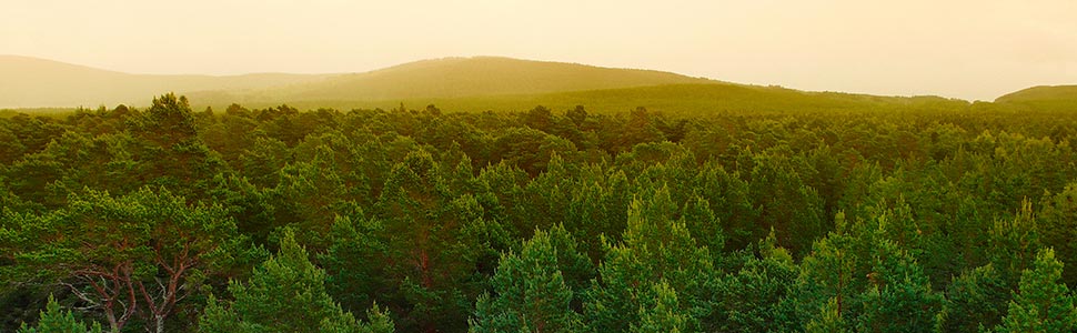 Forest landscape with mountain in distance