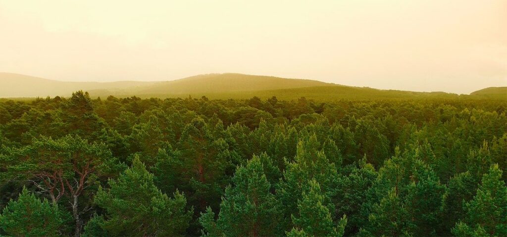 Forest landscape with mountain in distance