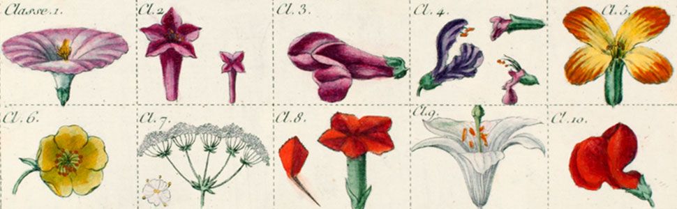 Multiple botanical illustrations