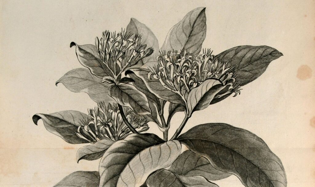 Illustration of flower